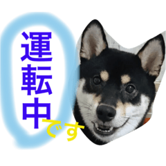 my pet stamp4