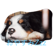 homedog
