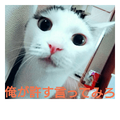 zinpachi STAMP
