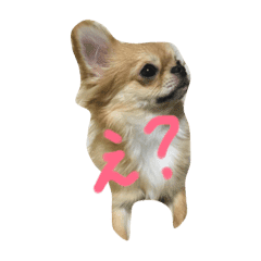 かわいいチワワのももあろ Line スタンプ Line Store