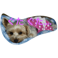 I love Yorkshire Terrier2