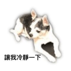 我叫吉利，我是爸爸的心肝寶貝