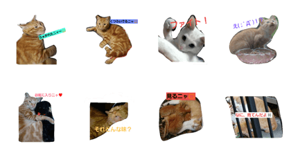 cat 's days