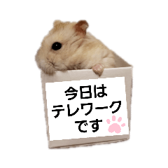 working hamster