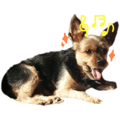 I am YOKI