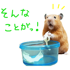 hamster usual 5