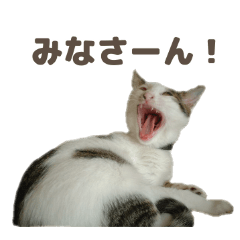 Expressive twin cats' funny stickers
