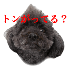 Black toy poodle Kokomi's Sticker