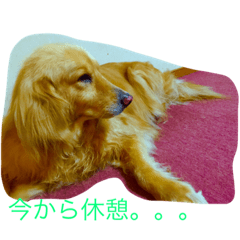 Feeling of a dog (daily life)