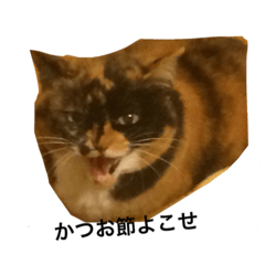 mix cat