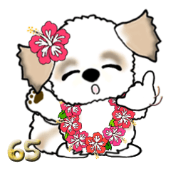 シーズー犬65『ハワイ』