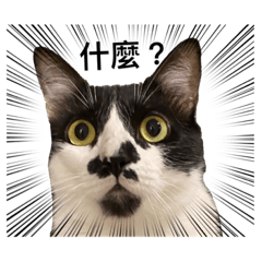 傻眼喵喵貼圖第一彈