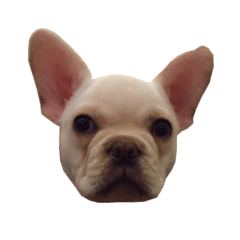 hello french bulldog