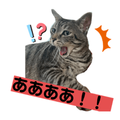 chmx_cat_chiiiita