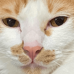 FAT MEOW PP Ver.1