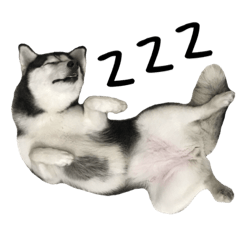 HahahaHusky Ji.