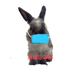 小球球小小日常