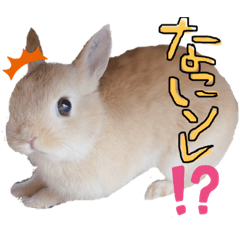 Rabbit Tetomaru