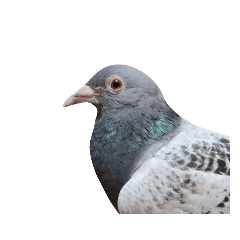 Sharon pigeon headshot (JhueiJhuei)