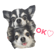 chihuahua FamiLily part 3