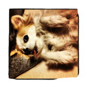 UME the dog