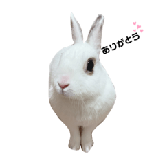 Rabbit_daifuku