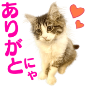 Siberian cat,Ginchan (Japanese)