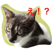 CATS neko