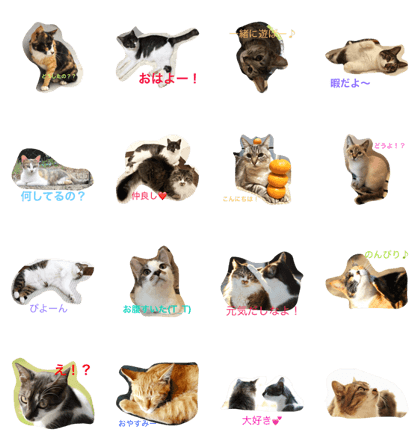 CATS neko