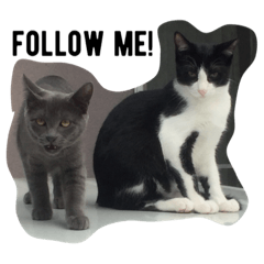 cats of mine.