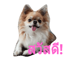 chihuahua thai language stamp