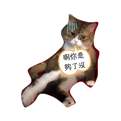 驕貓的日常