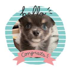 癒しのぽむスタンプ