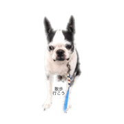 kawaii Boston terrier
