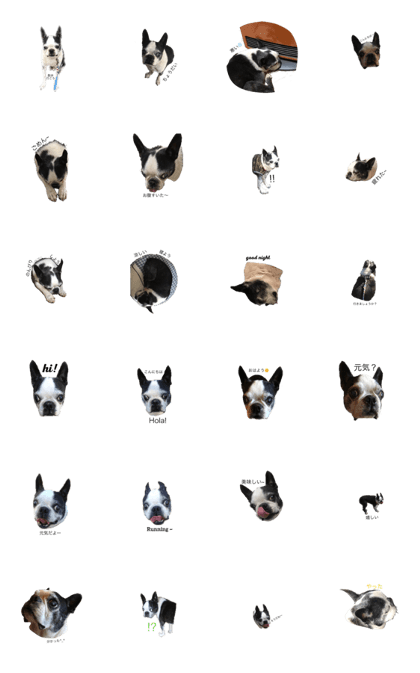 kawaii Boston terrier