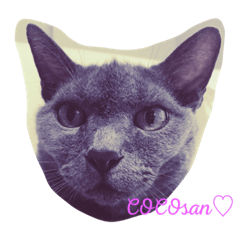 CAT COCOsam