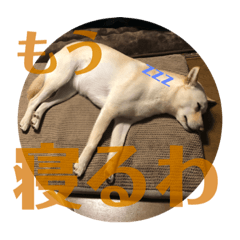 関西弁の白い犬