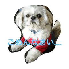 I  love Shih-tzu