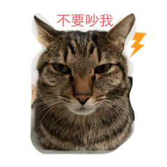 大家好我是芝麻，英文名是sesame