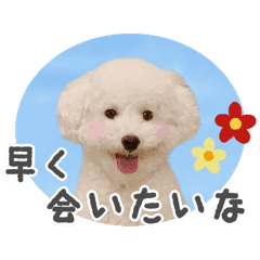 再販 白トイプードルの正月スタンプ Line スタンプ Line Store 再販 白トイプードルの正月スタンプ Line スタンプ Line Store