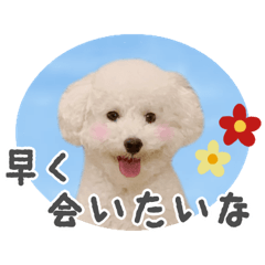 再販☆白トイプードルの正月スタンプ - LINE スタンプ LINE STORE