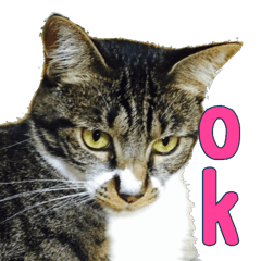 キジ白ねこさん Line スタンプ Line Store キジ白ねこさん Line スタンプ Line Store