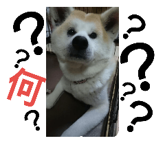 akitainu rara.