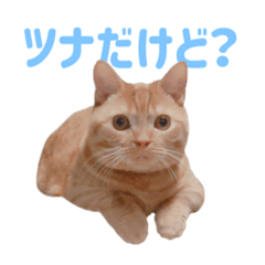 ツナを愛でたい皆さまへ