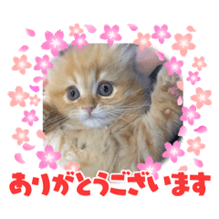 Saya_Ragamuffin_mugi