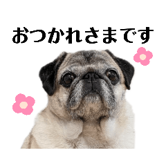 Pug motif sticker 3 honorifics [photo]