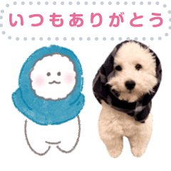白いトイプードル メッセージスタンプ Line スタンプ Line Store 白いトイプードル メッセージスタンプ Line スタンプ Line Store