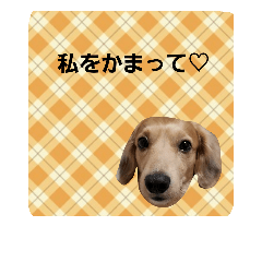 いやらしい犬 Line スタンプ Line Store