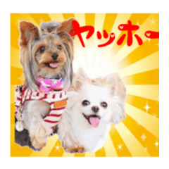 Daily Sticker of Yorkie and Chihuahua