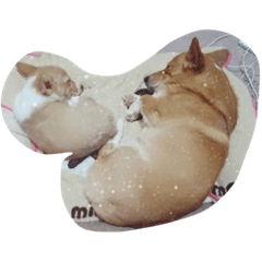 roncota